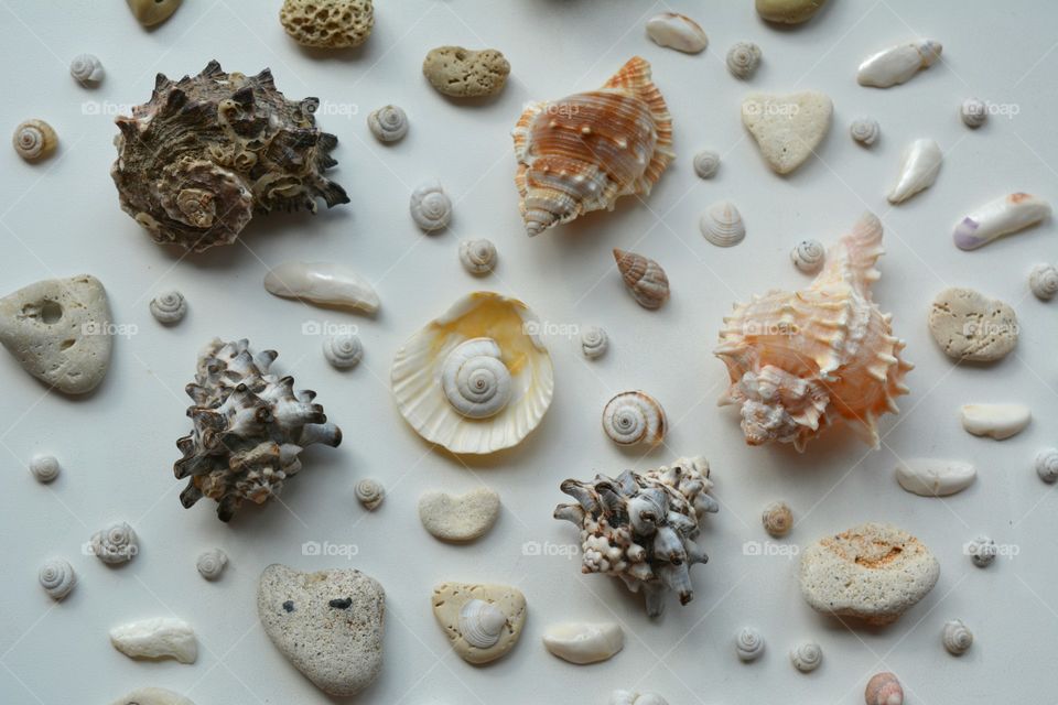 Studio shot of seashells