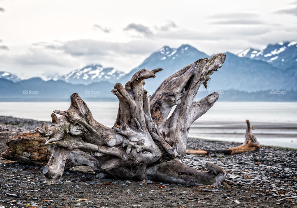 Close-up of driftwood on beach