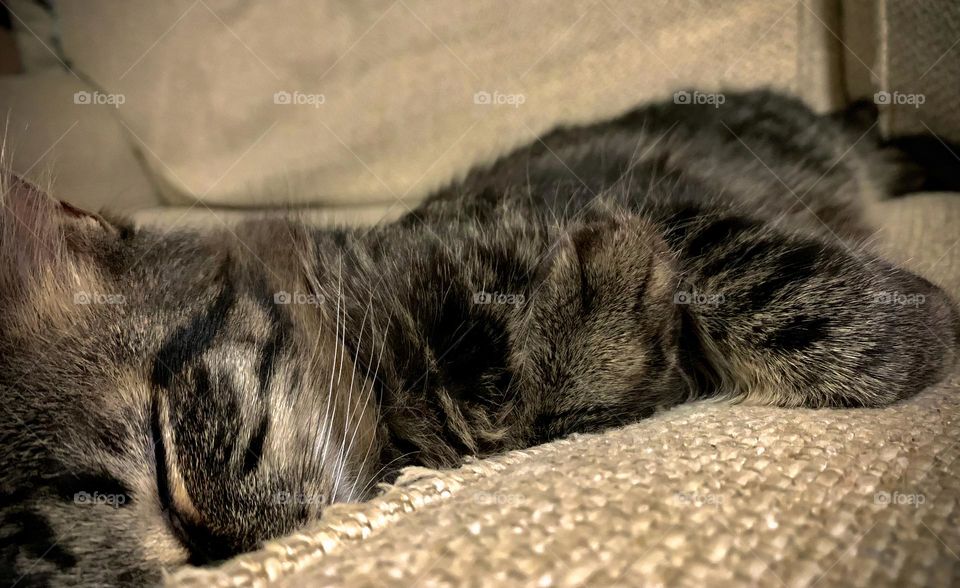 Kitten Tabby Color Sleeping In The Couch Crack Between The Two Cushions In A Cute Way.