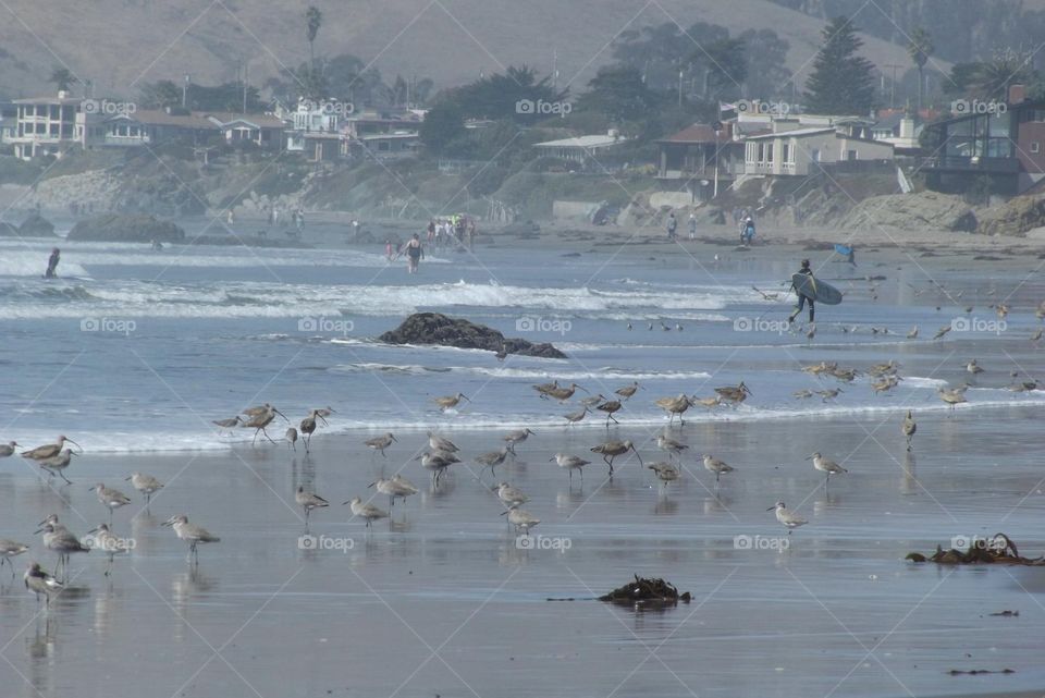 Birds and people on the beach