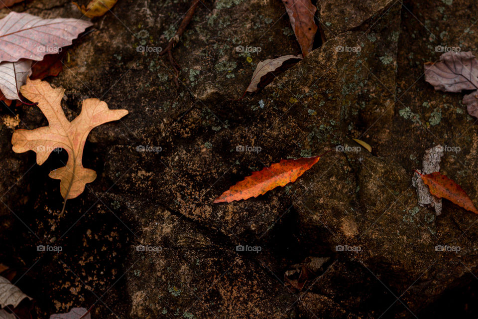 deep red leaf on the ground