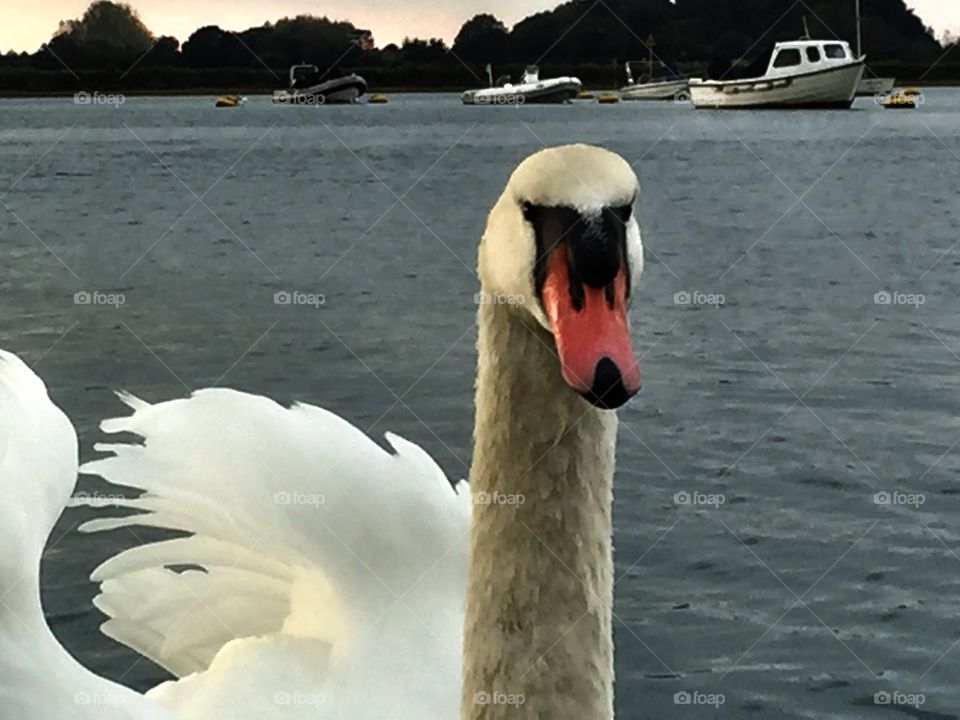 Close up Mute Swan . Close up Mute Swan 