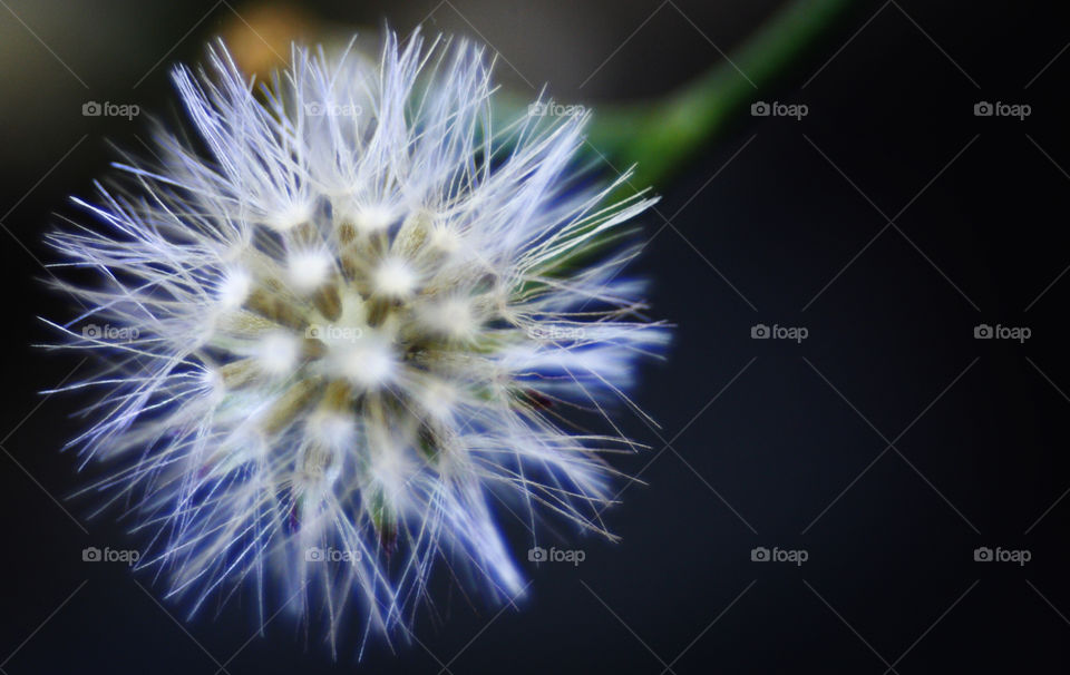 dandilion