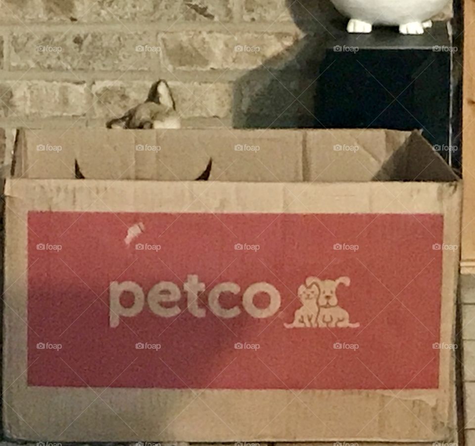 I found the kitty !!!!