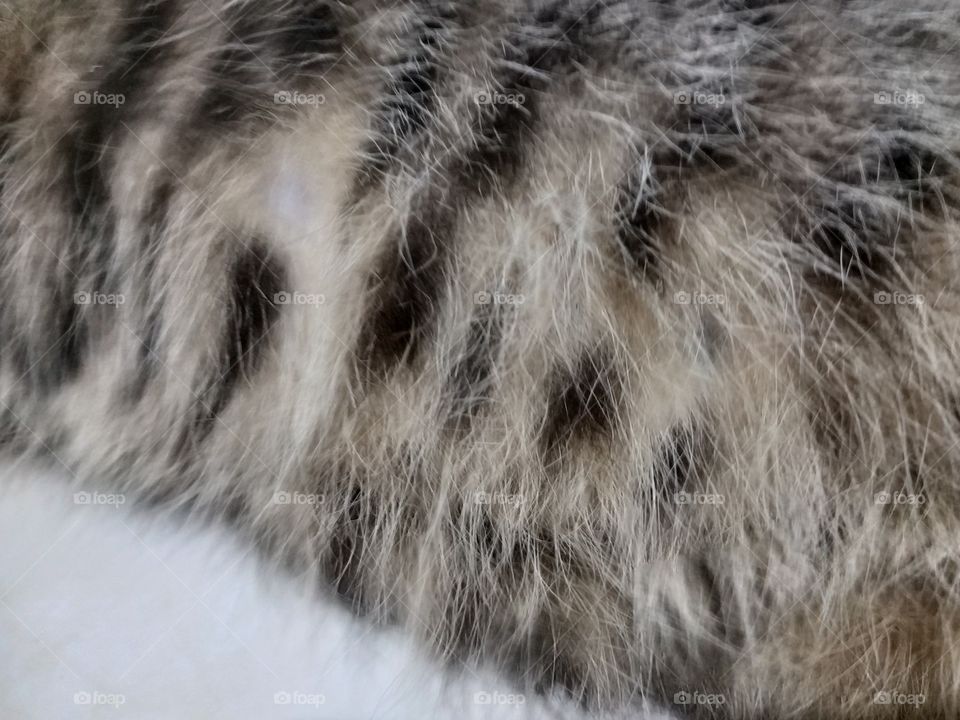 texture cat