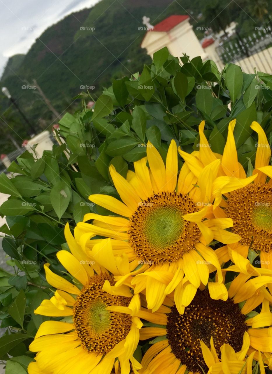 Sunflowers as offerings for Oshun in Santiago de Cuba