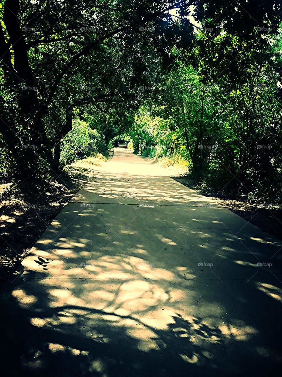 Forrest walk. a shadey walked