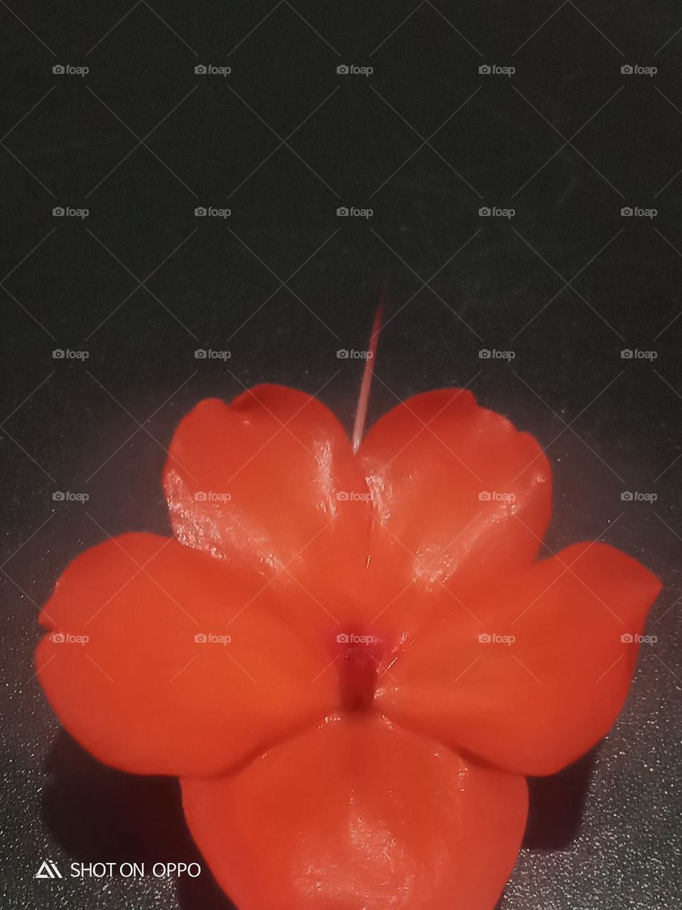 a beautiful flower  in naturel beautiful