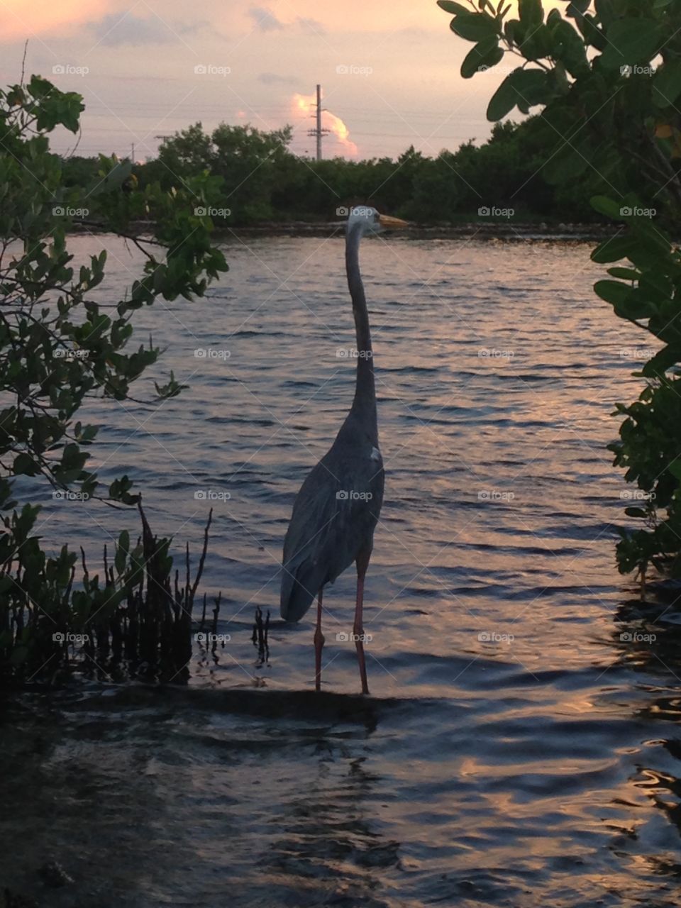 Heron Sunset