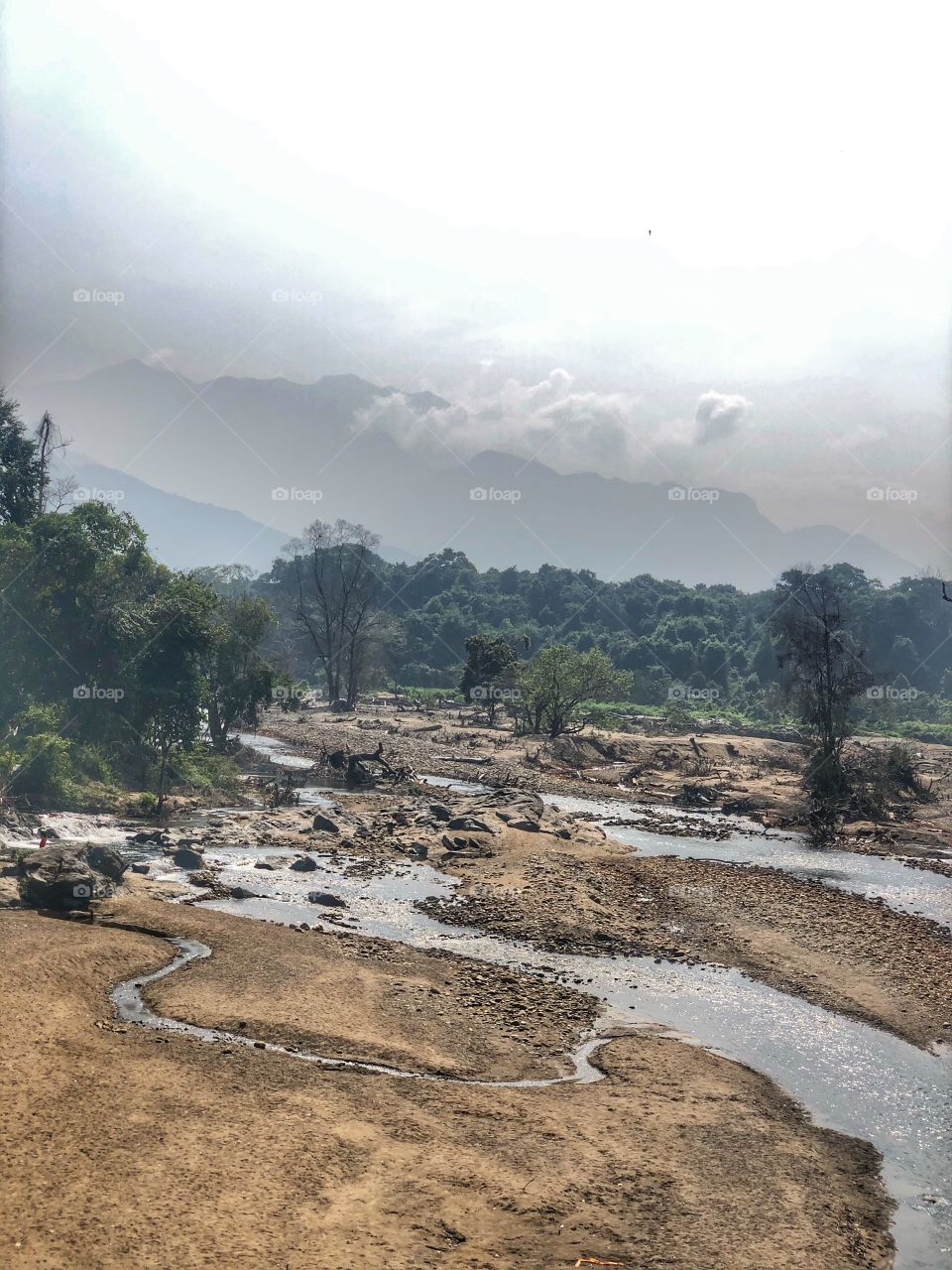 A view from the forest🌳