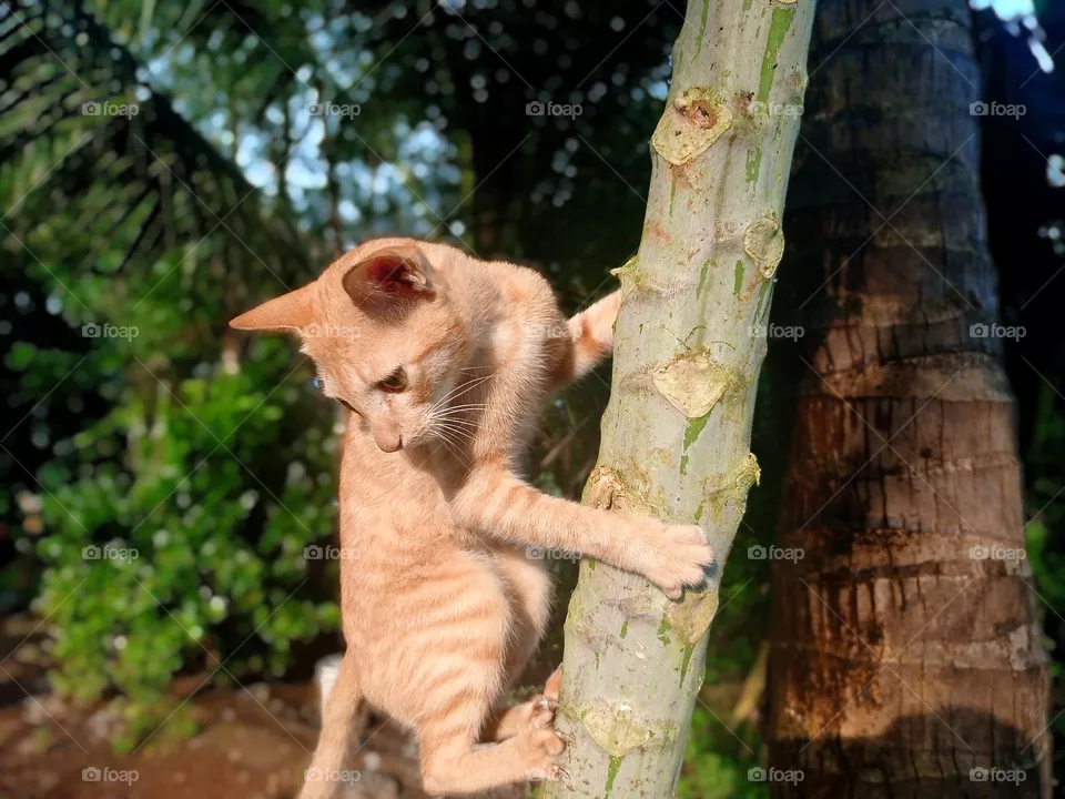 cat