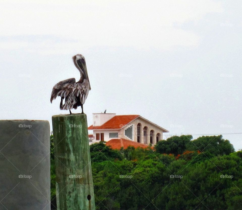 Ghost Pelican