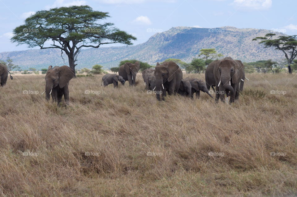 A family of elephants on a savannah in Serengeti National Park