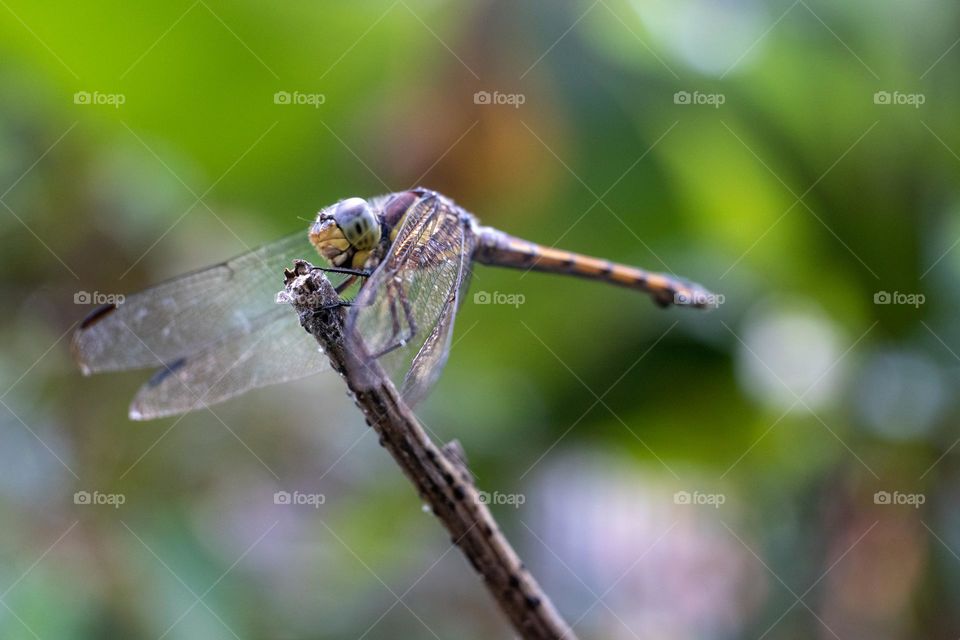 close up photo dragonfly