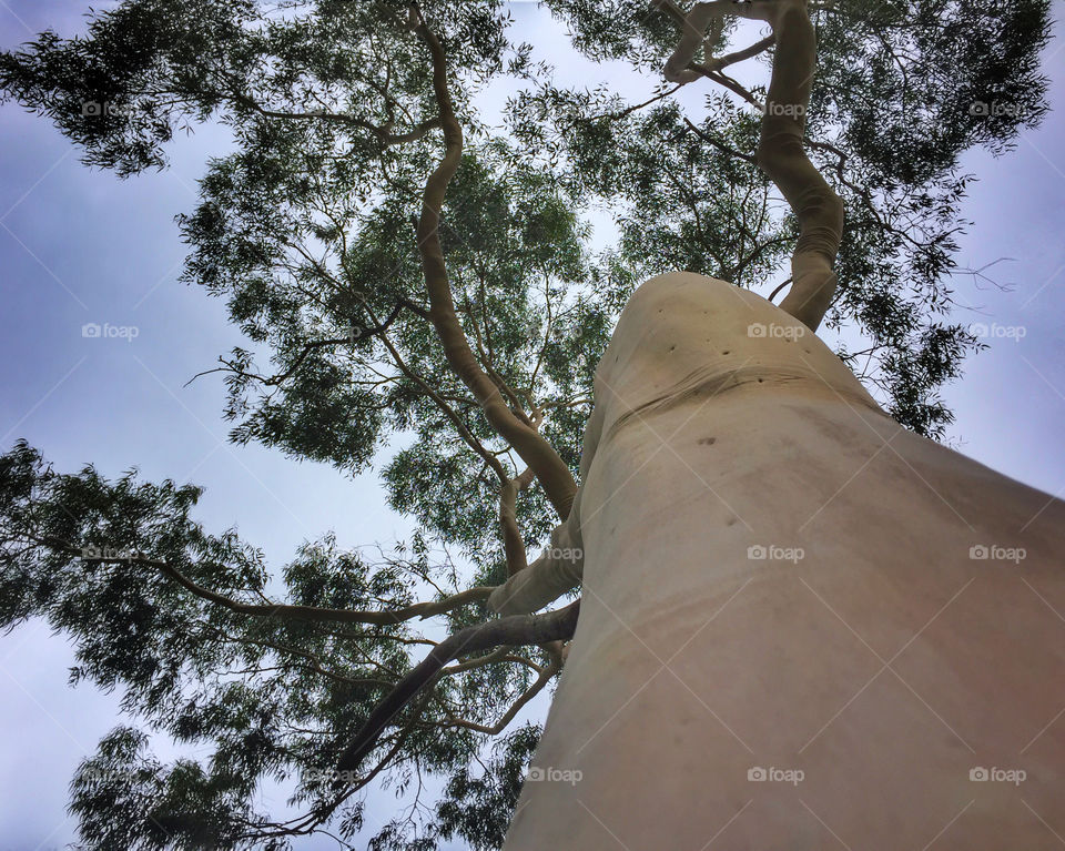 Looking up at a eucalyptus tree