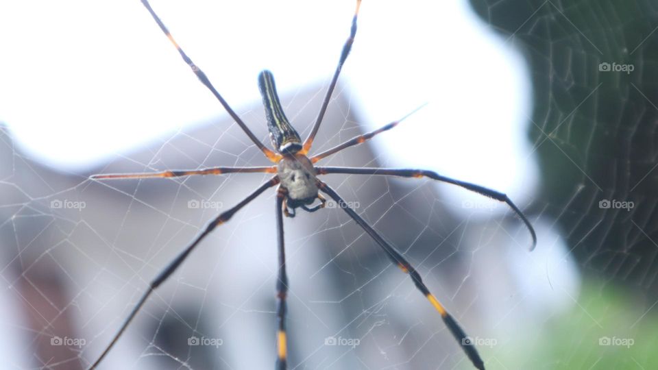 The Nephila pilipes spider is one of the largest types of spiders and is known in Indonesia under the names weaver spider, golden ball weaver spider, golden ball web spider