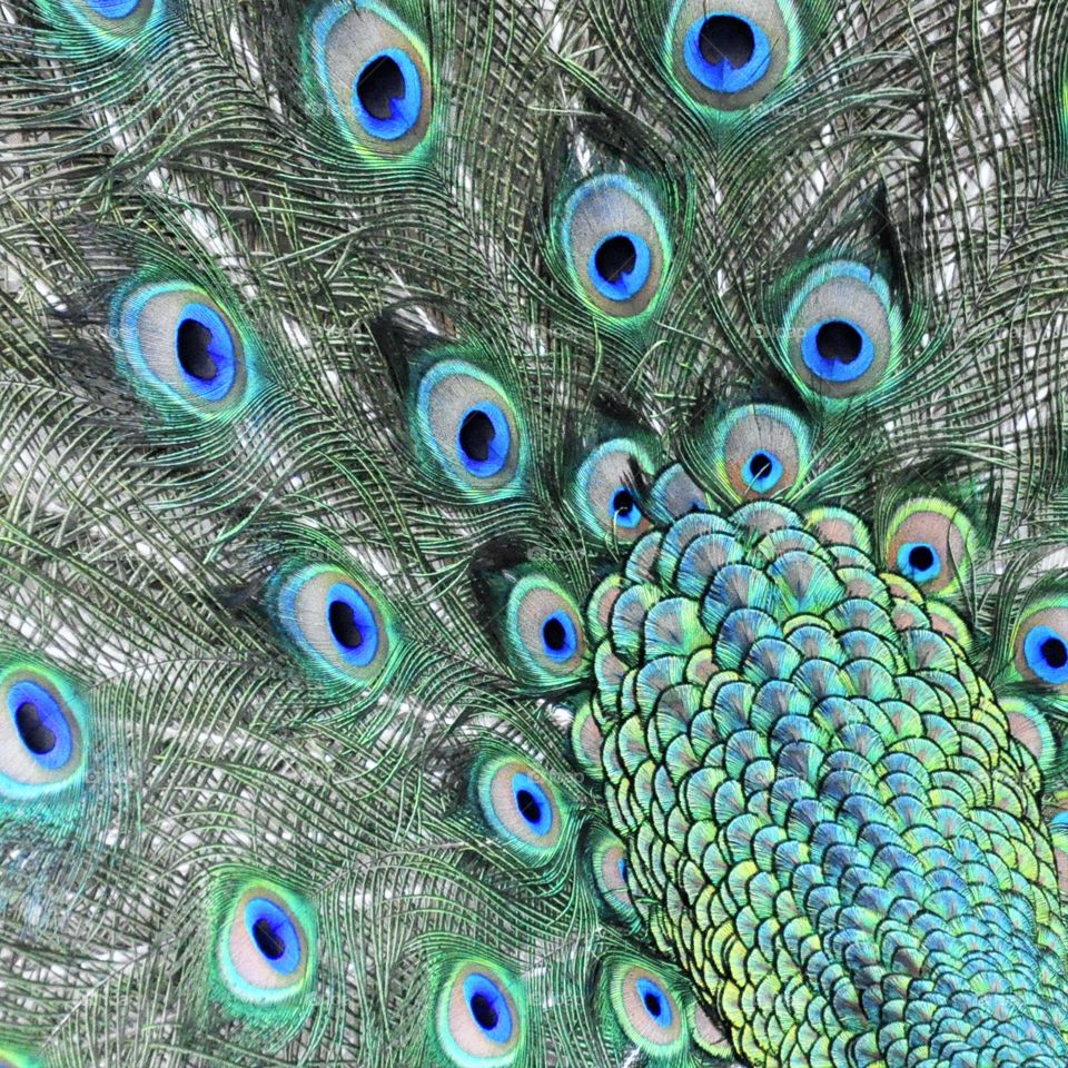 Peacock Feathers close up