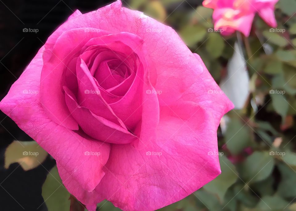 Deep pink rose in the garden.