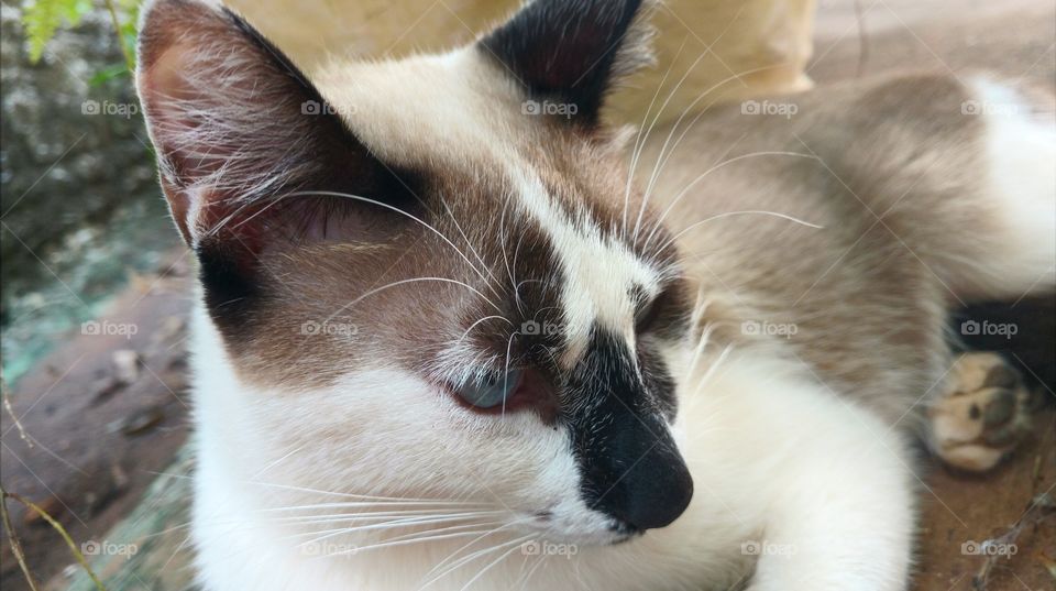 Olha a cara do 🐈.