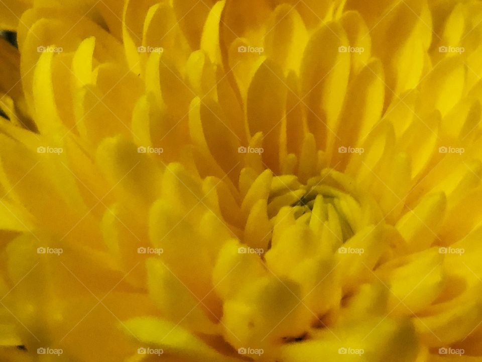Looking close to a very beautiful yellow chrysanthemum. People says that this flower, in yellow means sorrow, but looking at it, the amazing color, the details, the pattern, I cannot fell other things then wonder...
