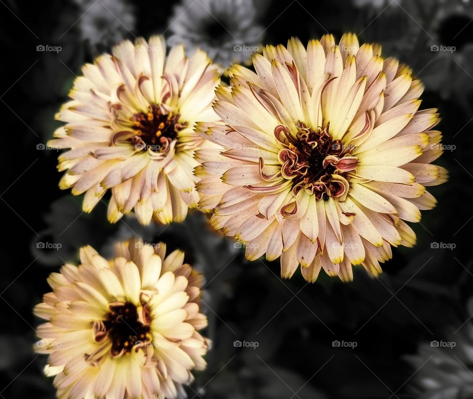 3in1- China Aster Flowers