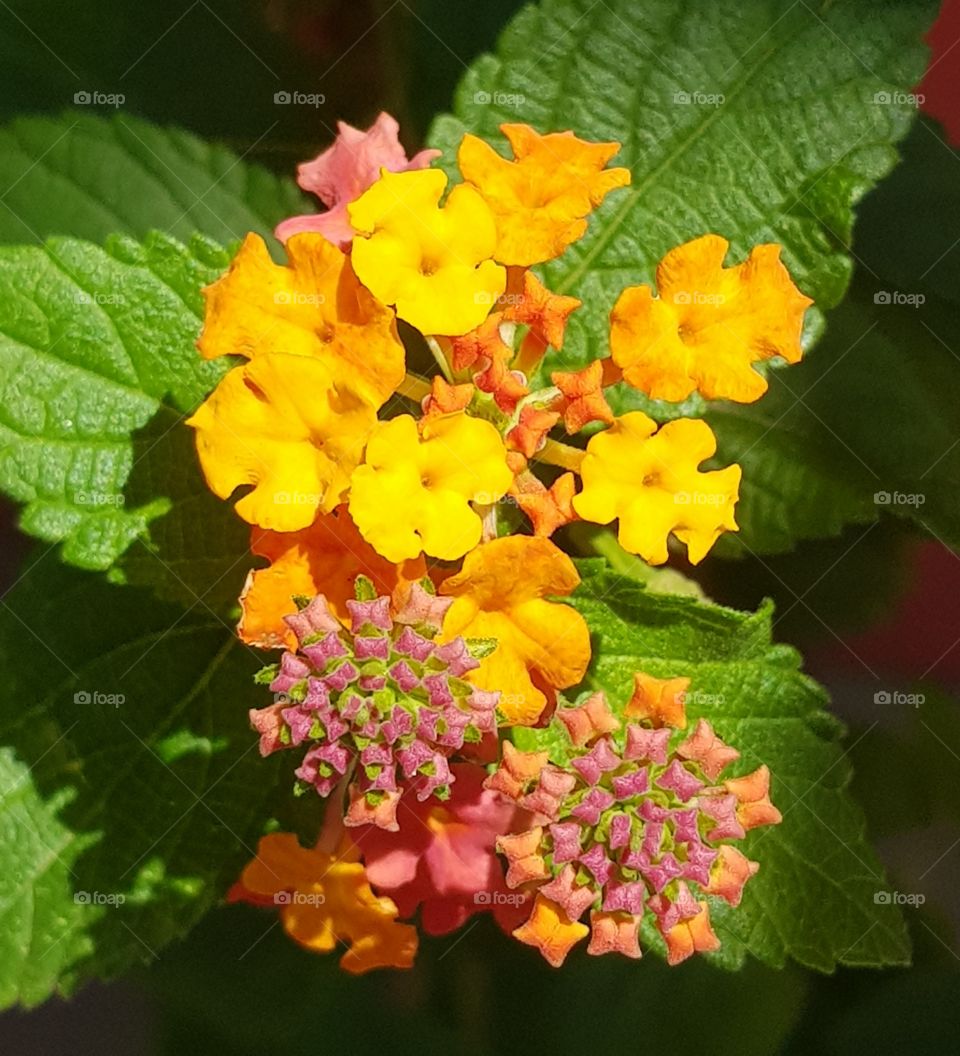 flowers  - color is life