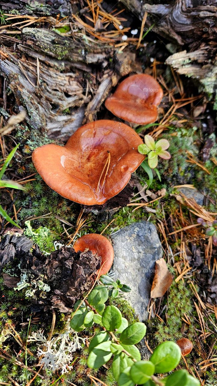 In autumn, many different mushrooms grow in Finnish forests