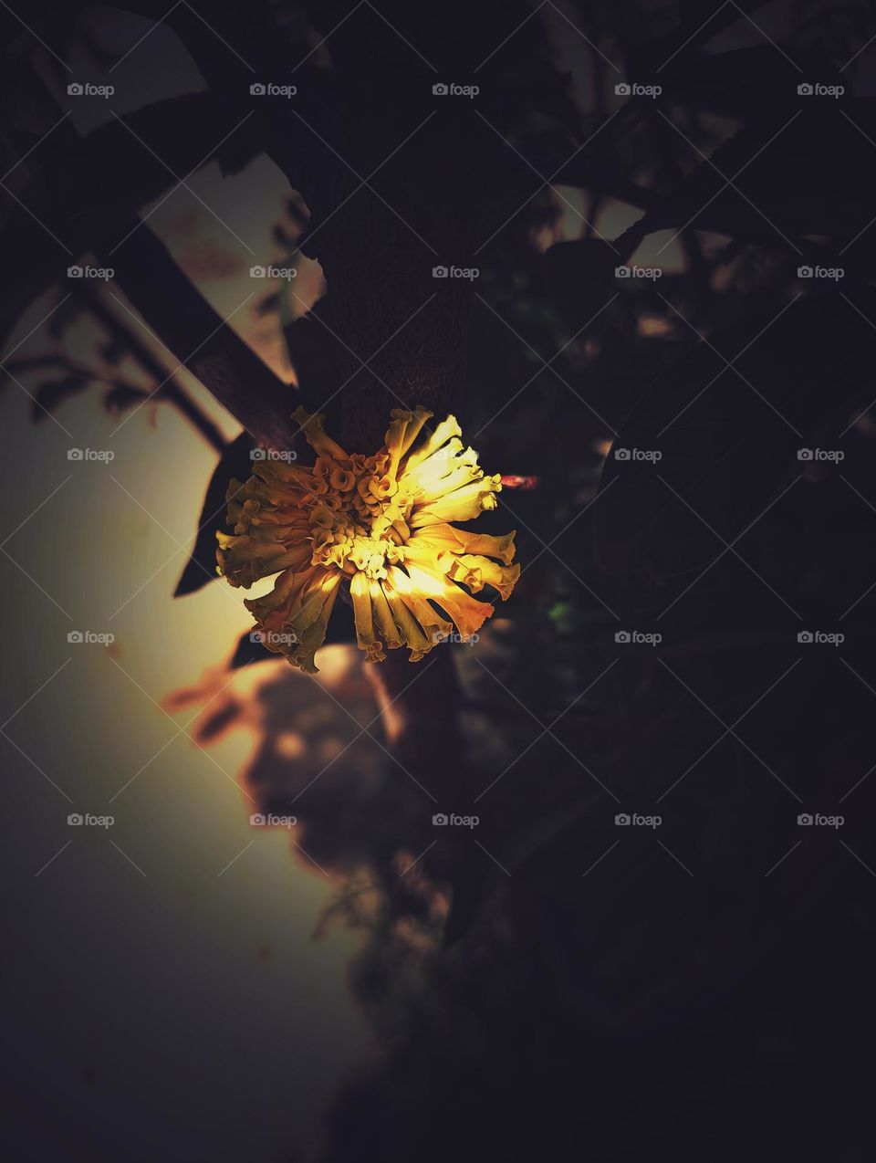# flower# image