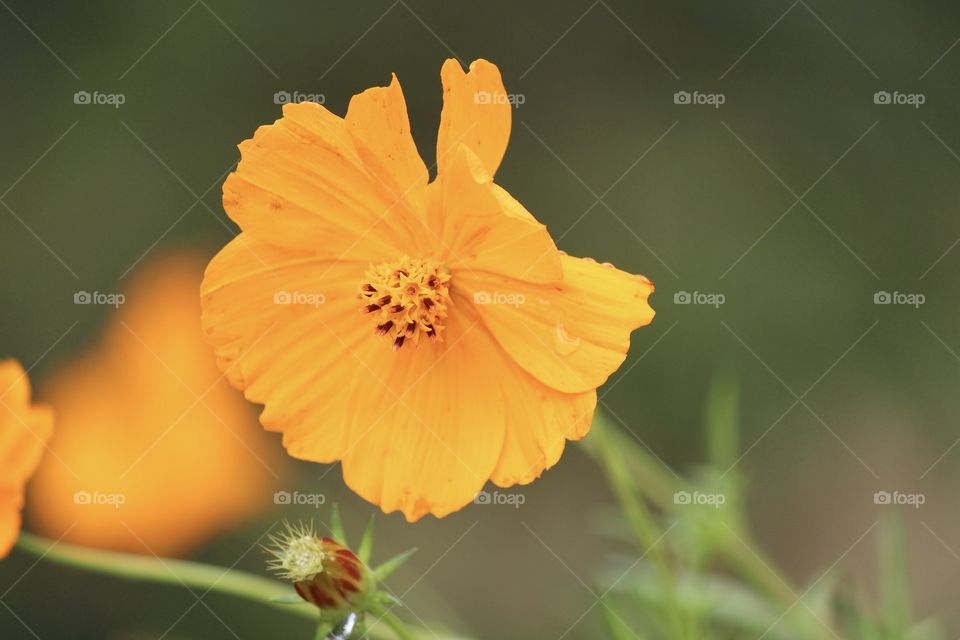 Yellow Flower