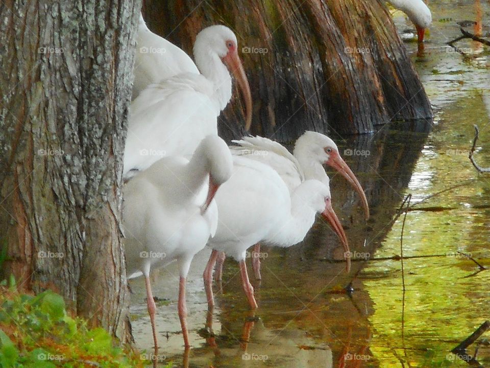 A flock of white ibis stands between two trees in the shallow water of the lake at Lake Lily Park in Maitland, Florida.