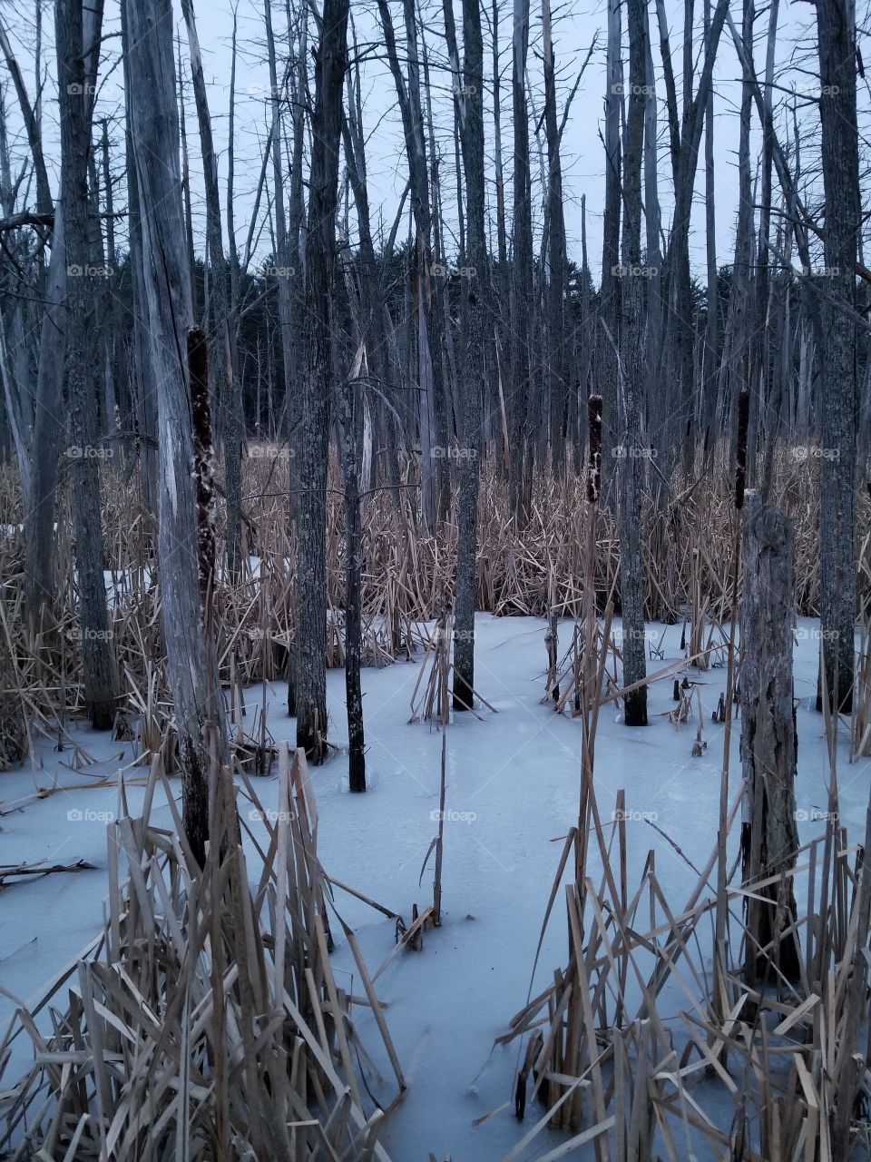 Frozen swamp forest