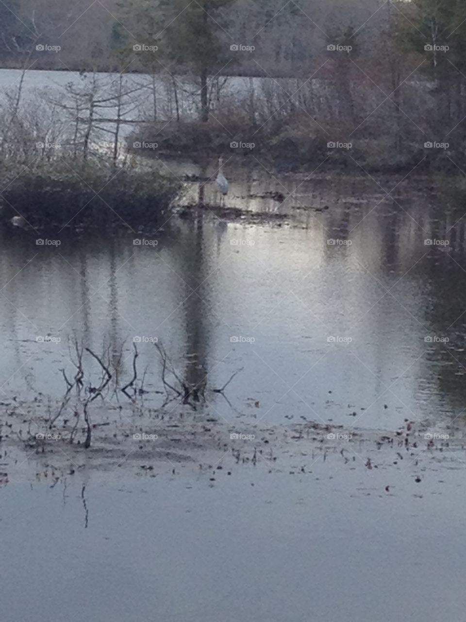 Blue Heron. Heron in pond fishing