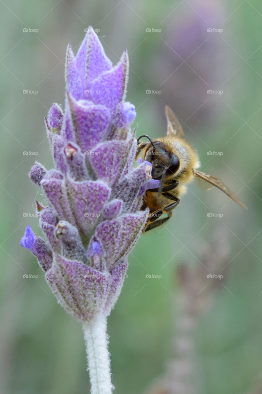 Bee on lavender