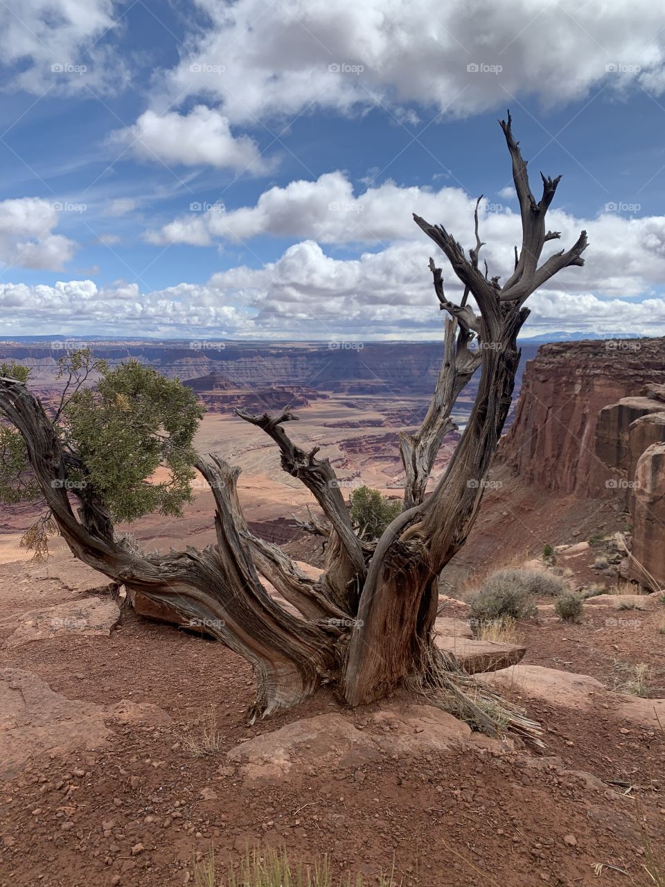 Lonesome desert tree  