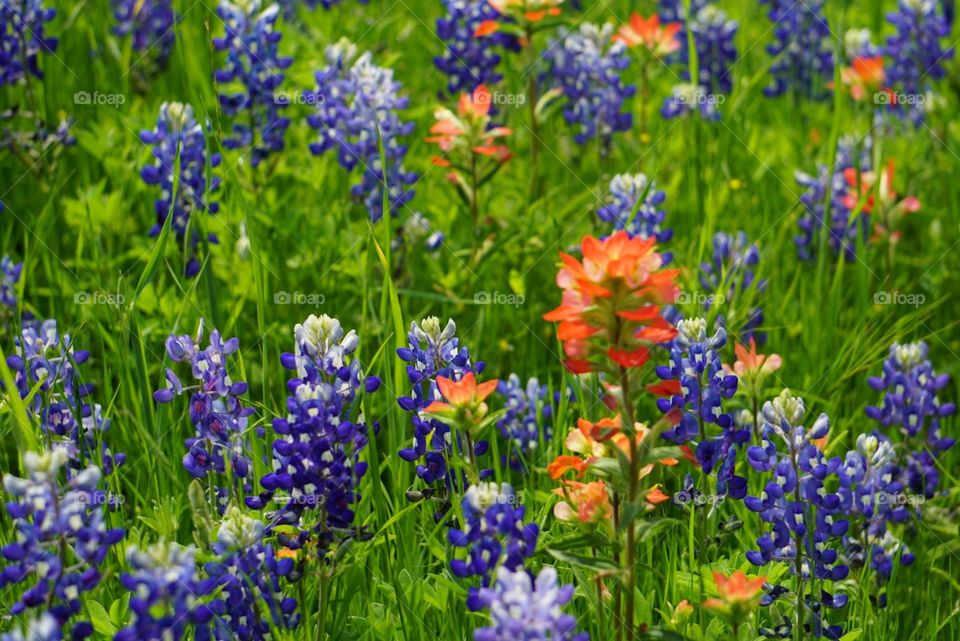 Bluebonnets & Indian Paintbrushes 