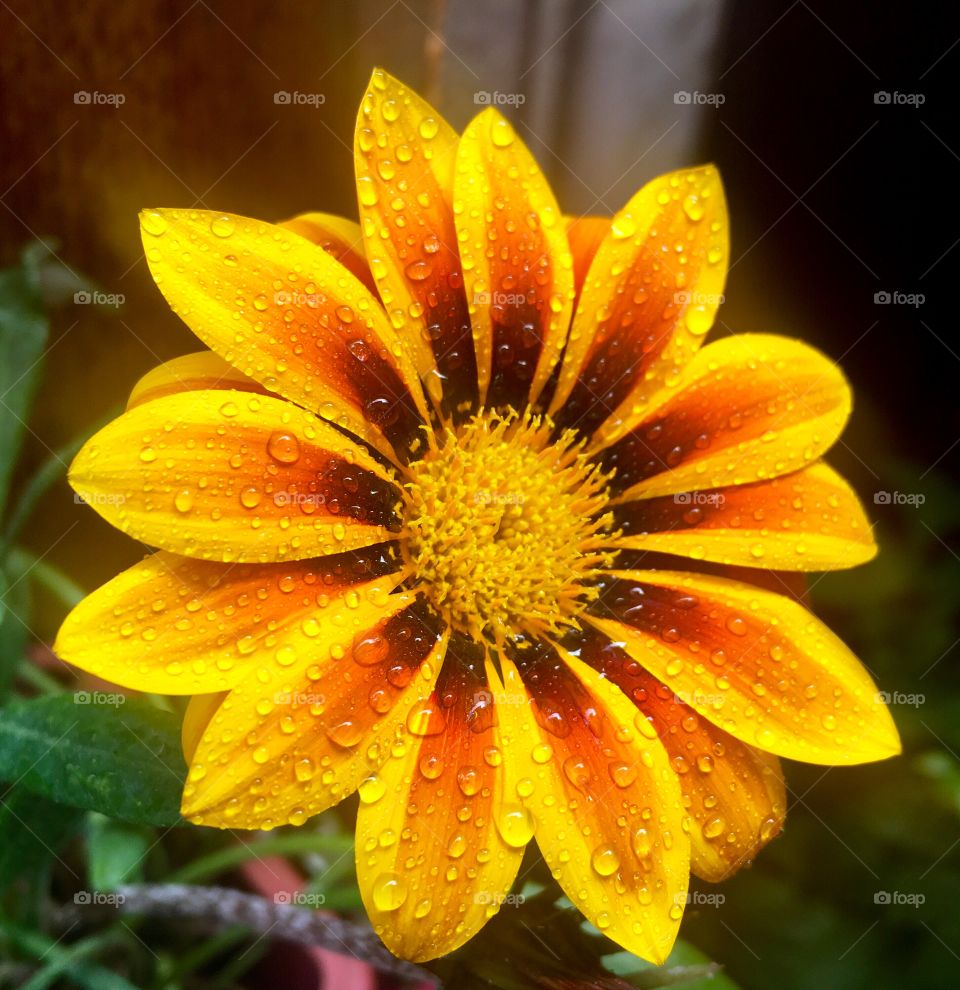 Colorful gerbera flower 
