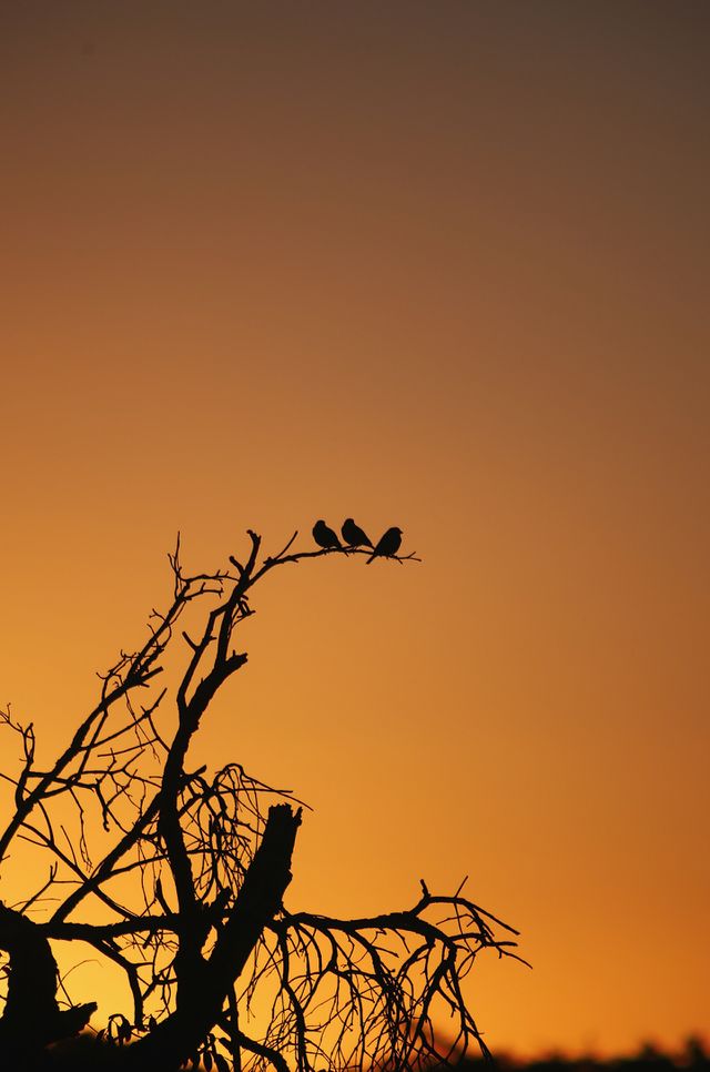Three little birds