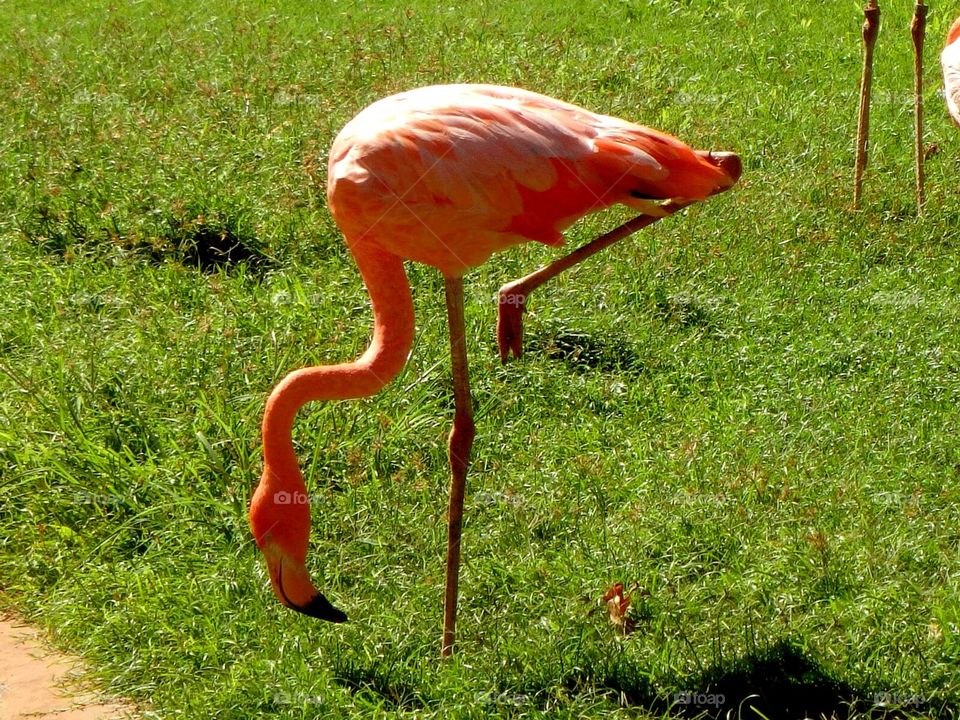 Flamingo