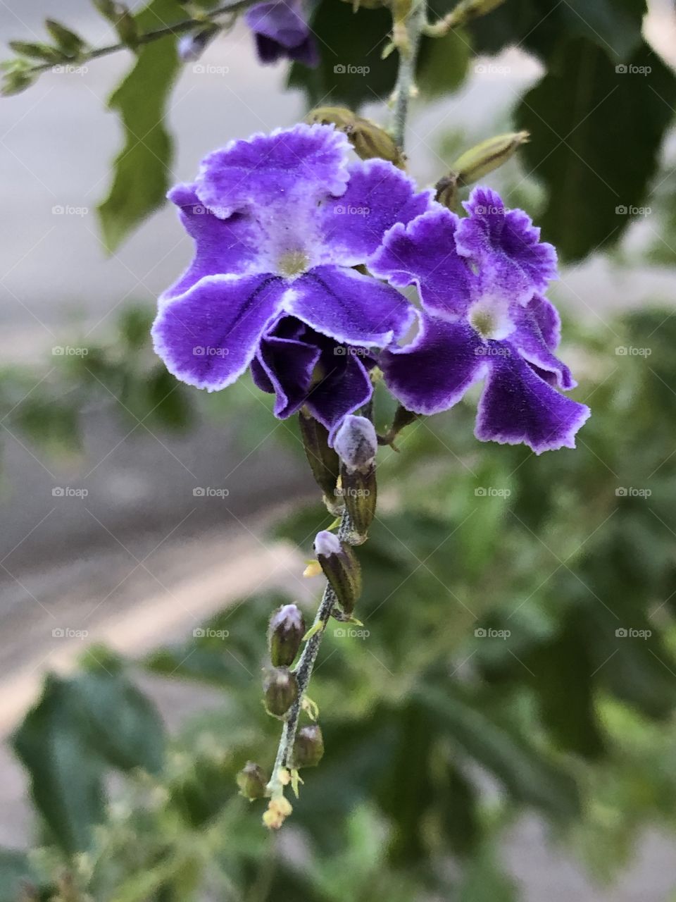 A purple and Beautiful flower growing in my neighborhood. I don’t know it’s name, but every Spring it blesses us with its strong colors and beauty.
