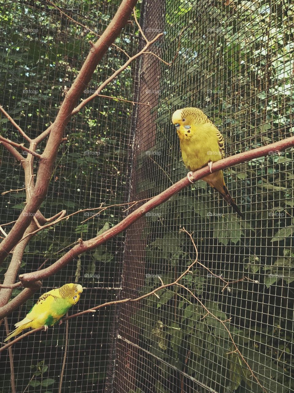 Two green lovebirds sitting on branches in an aviary