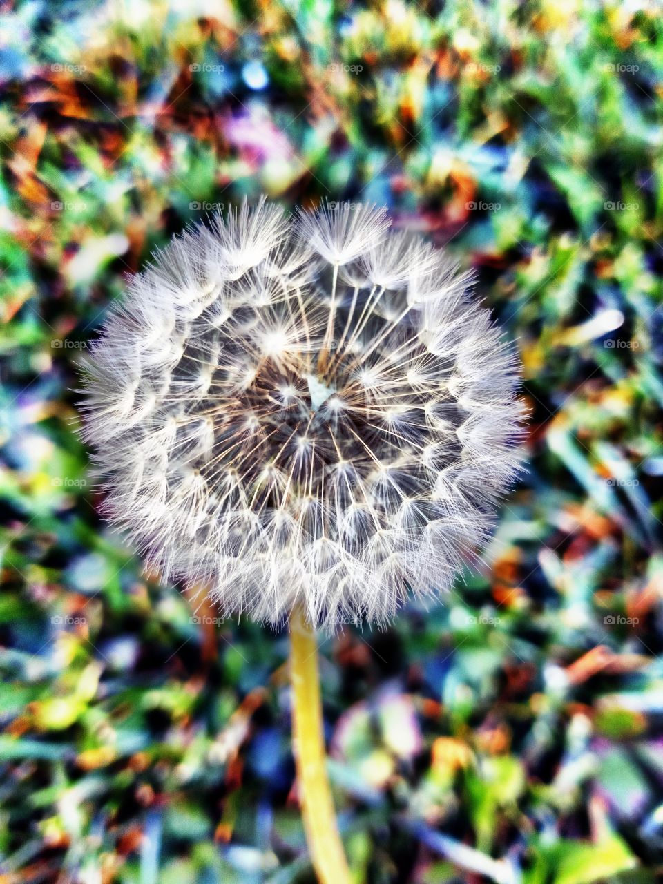 abstract art, a picture of a dandelion with a beautiful color background