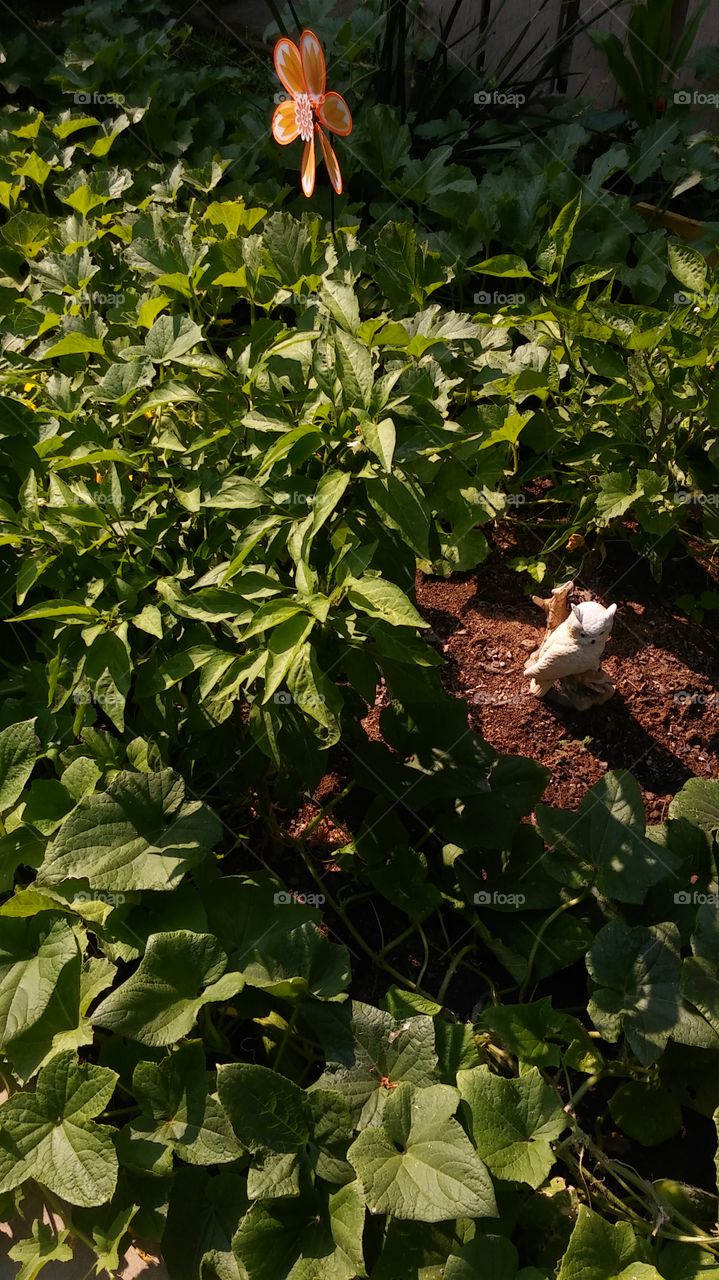 Flower, No Person, Leaf, Nature, Outdoors