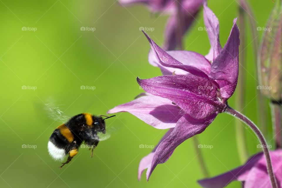 Humble BumbleBee. Tried a long time to get an image of a bumblebee in flight, and this one got decent.
