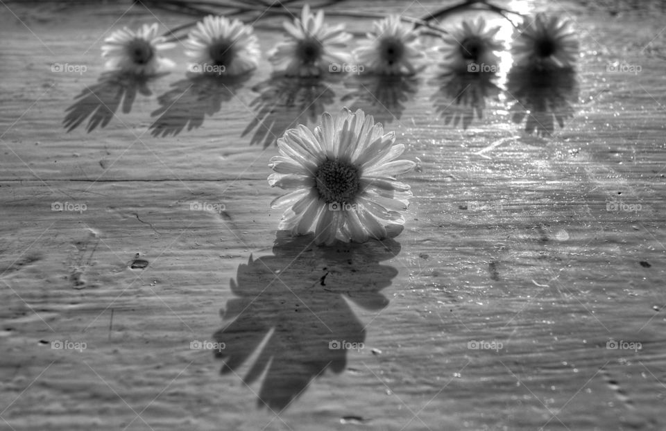 No Person, Nature, Monochrome, Water, Flower