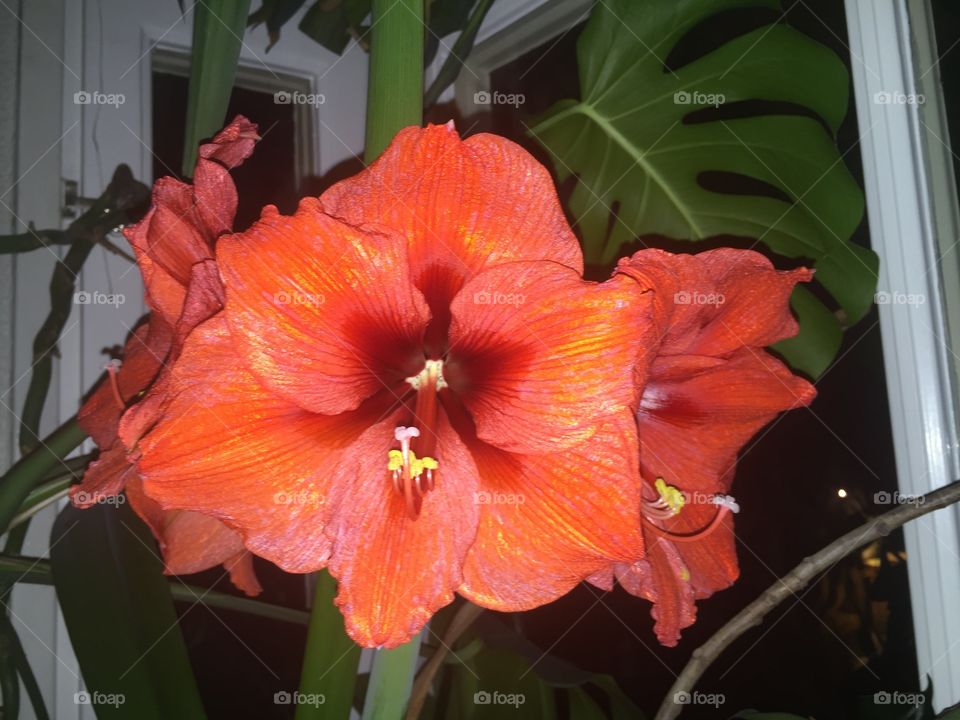 Amaryllis 