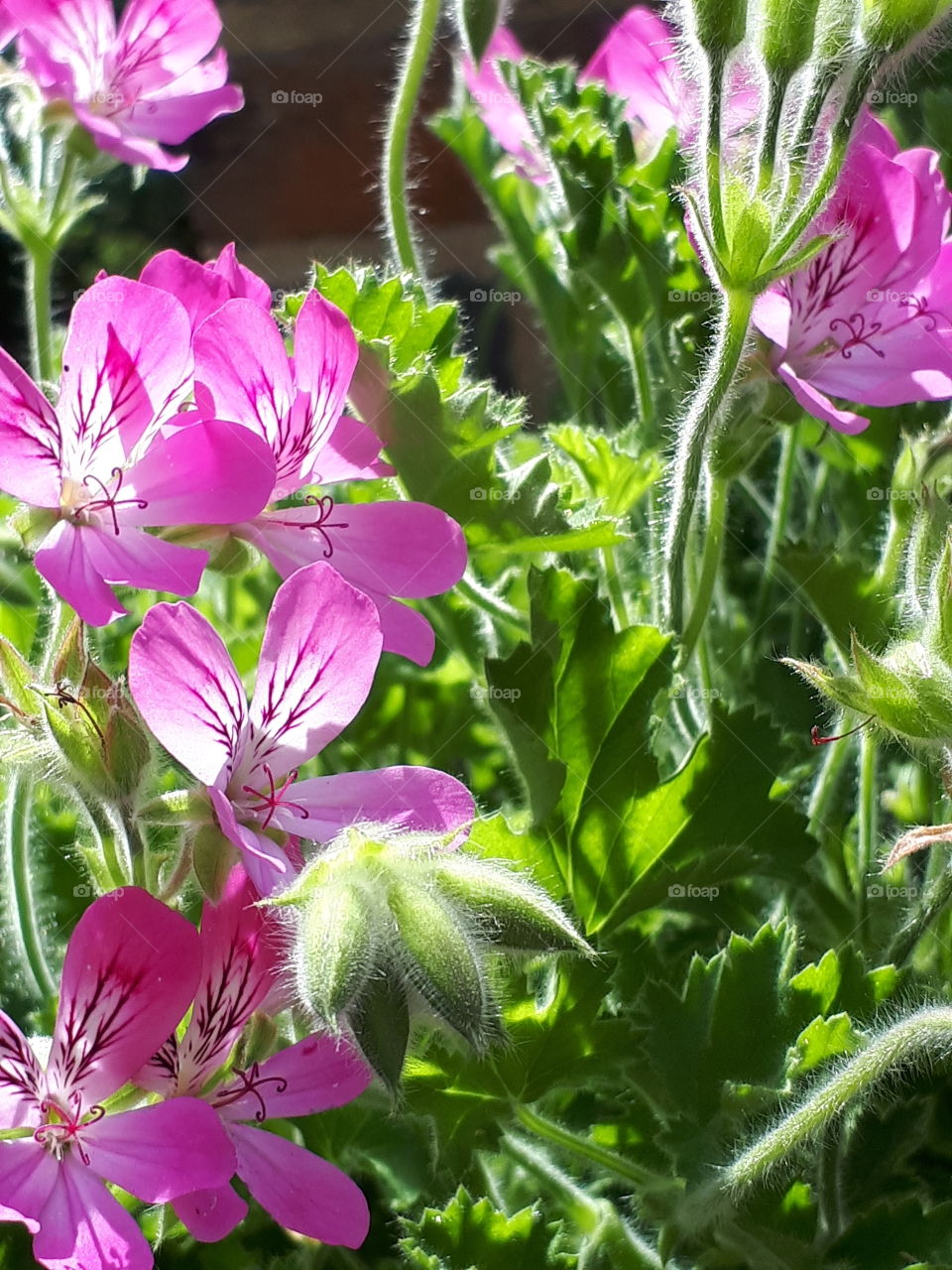 Geranium Flowers