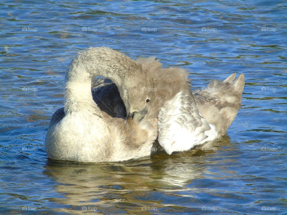 Baby swan, cygnet, grooming and swimming in the river, UK