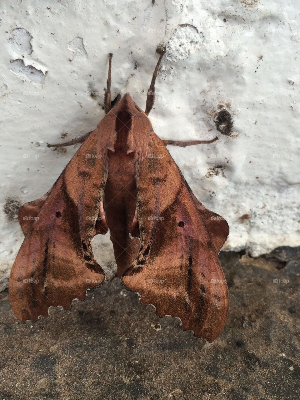 Big brown moth