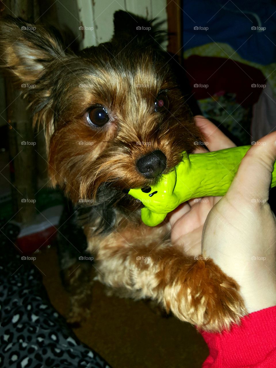 Parker really doesn't want to give up his toy!