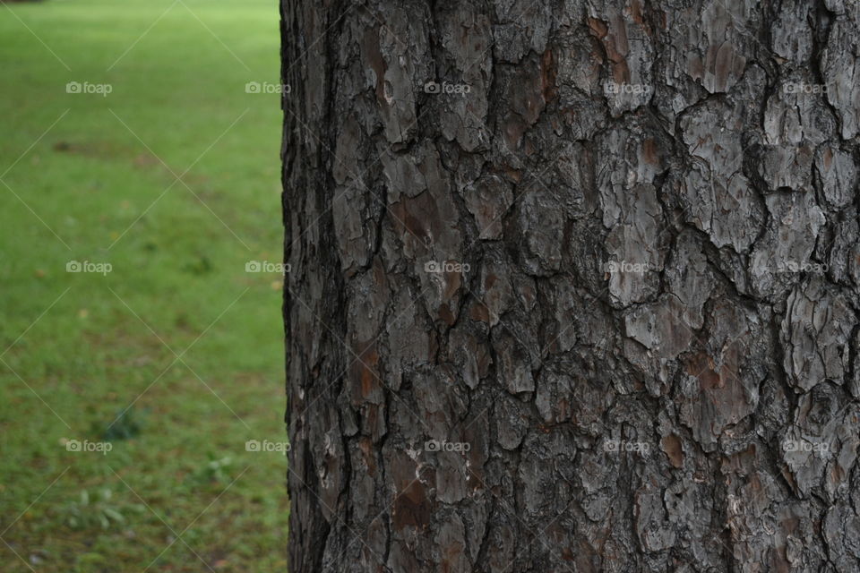 Tree trunk (pine) covering right two thirds of picture with grass background on the left